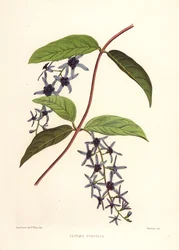 Vite di carta vetrata, Petrea volubilis (Petraea stapelia)